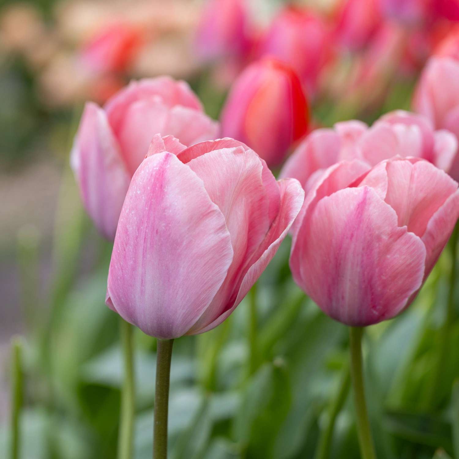 Tulipe 'Mystic van Eijk'